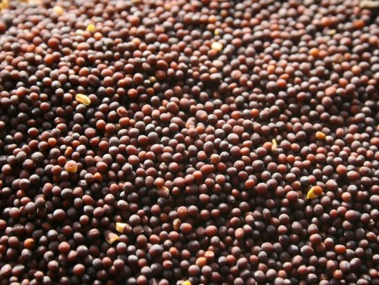 Brown mustard seeds