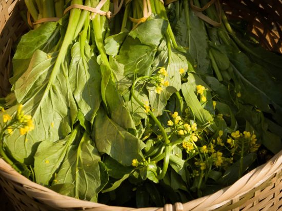 Fresh Mustard greens with yellow flowers