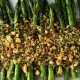Mustard Roasted Asparagus With Breadcrumbs And Herbs